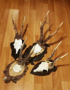 Set_44