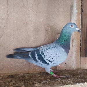 Femela 23-125