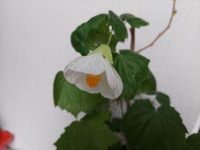 Abutilon alb(21-XI-2024)