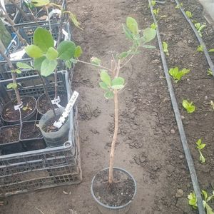 feijoa