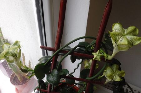 ceropegia sandersonii - 20-25 lei