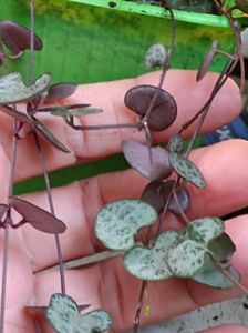 ceropegia woodii - 10 lei