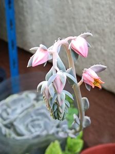 echeveria pollux