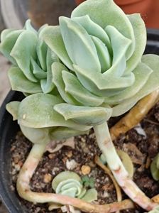 graptoveria lovely rose  - 15 lei
