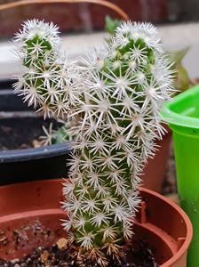 mammillaria gracilis  - 10 lei