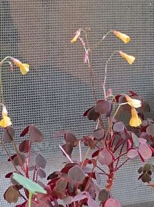 oxalis vulcanicola  - 15 lei