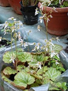 saxifraga stolonifera  - 10 lei