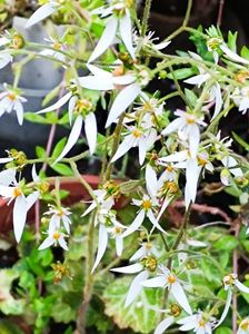 saxifraga stolonifera