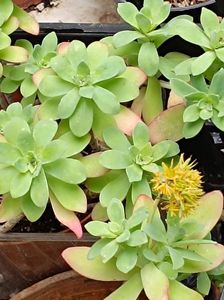 sedum palmeri  - 10-15 lei