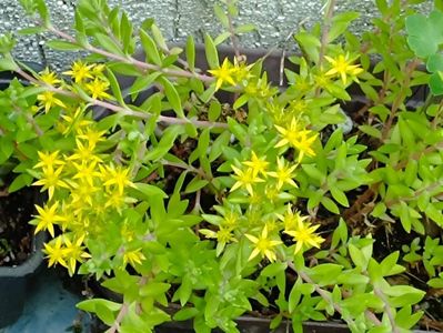 sedum lineare  - 8 lei