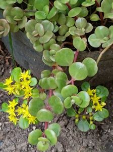 sedum makinoi  - 8 lei