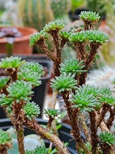 sedum multiceps  - 15 lei