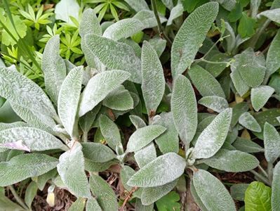 stachys bizantrina (urechi de iepure)  - 9 lei