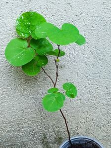 cercis (arborele lui Iuda)  - 25 lei