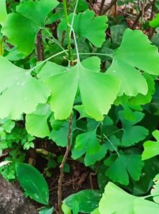 gingko biloba  - 10-25 lei