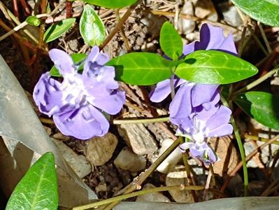 vinca cu floare dubla  - 10 lei