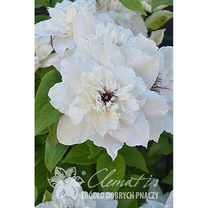 Clematis_First_Light
