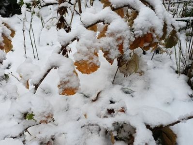 Hamamelis Amethyst