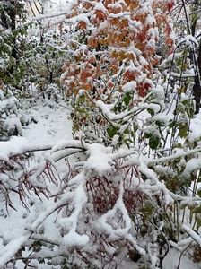 Asahi-Zuru și Hubb's Red Willow