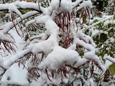 Hubb's Red Willow