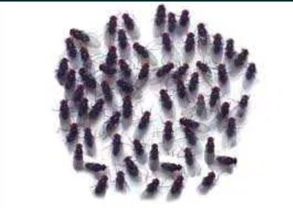 Drosophila hydei (Flightless Fruit Flies); Musculitele de fructe care nu zboară sunt hrana ideală pentru furnici, păianjeni, reptile mici etc.. Hydei este cea mai mare dintre cele două specii cele mai populare în reproducere, cei mai mari indi
