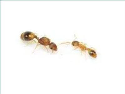 Temnothorax sp.; Temnothorax sp., furnicile din aceasta specie de obicei nu depasesc in jur de 100 de individuali, comparat cu cele precedente else sunt mult mai putin agresive. O regina are 3,5-4,7 mm iar lucratoarel
