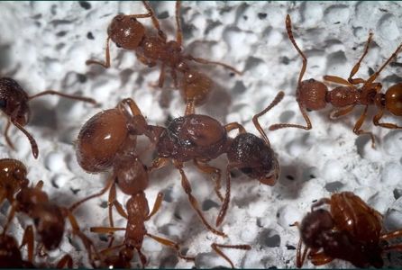 Myrmica Rubra; Myrmica Rubra, cunoscuta si sub numele de furnica de foc europeana, prețul de 50 de lei este pentru o regină și 20-30 lucrătoare. Numărul de regine/lucrătoare poate fi crescut, +20 lei pentru 1 regină

