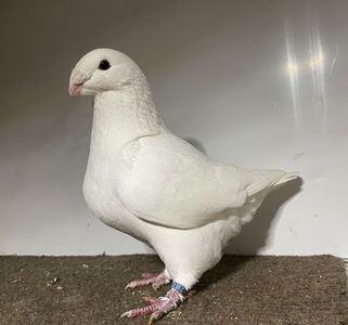 Femela RO 24 - 9927
