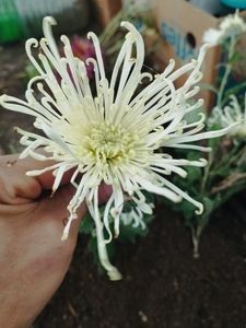 29; Tepoasa alba
