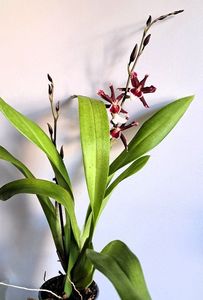 Debutante Fredensbog