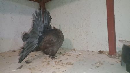 VideoCapture_20240719-221630