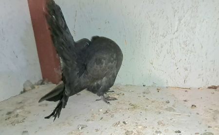 VideoCapture_20240714-164030