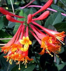 lonicera  Dropmore Scarlet 80cm-20lei