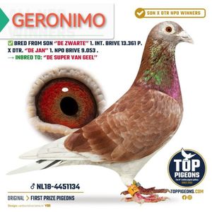 GERONIMO NL18-4451134