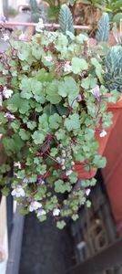 IMG-20241017-WA0014