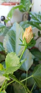 IMG-20241017-WA0005