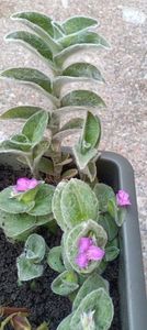 IMG-20241008-WA0003