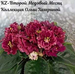 Poza net