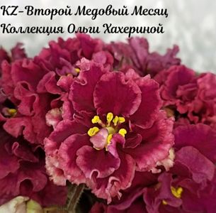 Poza net