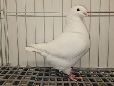 FEMELĂ RO 24 - 5060 - IMPRUMUTATA MOCANAS NICUSOR