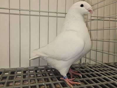 FEMELĂ RO 24 - 5061 - ÎMPRUMUTATA ZIMNICEA