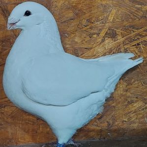 F 2024