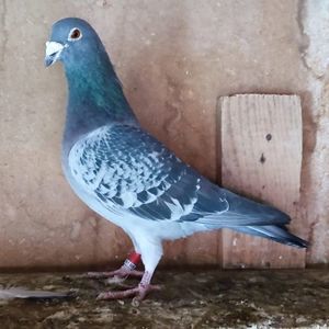 Mascul 22-416