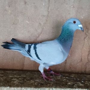 Mascul 22-395....-10 lei