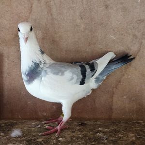 Femela 24-058