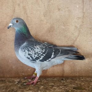 Femela 24-895