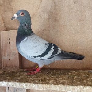 Mascul 24-296