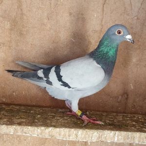 Mascul 24-175