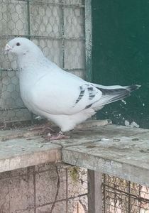 IMG-20241214-WA0024