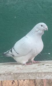 IMG-20241214-WA0018